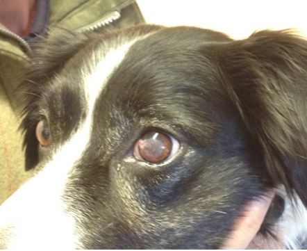 The left eye is fully healed and comfortable